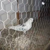 کبوتر دوکت سرور اصل دولاب تضمین جوجه هاش  شرط پرش