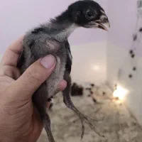 مرغ خروس جوجه لاری اوشامو تخم نطفه دار|حیوانات مزرعه|تبریز, |دیوار