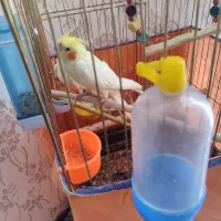 عروس فول اهلی