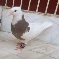 طوقی قهوای بشرط