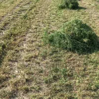 کاه یونجه درجه یک بیشتر گل هست