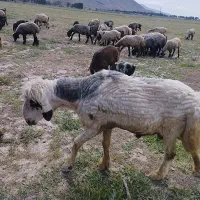 قوچ|حیوانات مزرعه|مرودشت, کناره|دیوار