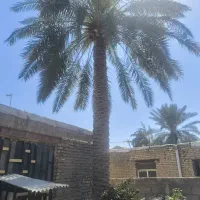 باغبانی|خدمات باغبانی و درختکاری|خرمشهر, |دیوار