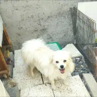 پاکوتاه