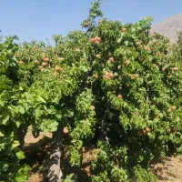 باغ ثمری سی سخت با ویوی عالی|فروش زمین و ملک کلنگی|سی‌سخت, |دیوار