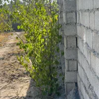 باغ-و-باغچه-450-متری-مسیر-اسفالت-درختان-مثمر