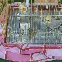عروس هلندی نر