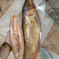فروش انواع ماهی سفید دودی و شور و اشبل|خوردنی و آشامیدنی|رشت, پیرسرا|دیوار