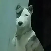 داگوارژانتین ماده