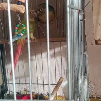 دو جفت گرینچک نر ماده