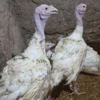 فروش بوقلمون پرواری بیوتید