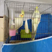 پرنده بسیار سالم|پرنده|رشت, نخودچر|دیوار