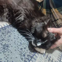 گربه اسکاتیش بریتیش