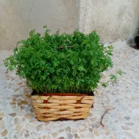 سبزه
