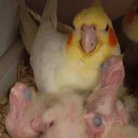 عروس هلندی مولد