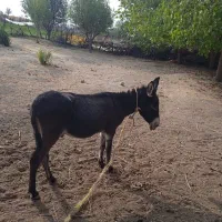 سلام الاغ خوب سرحال وباری فقط تماس فروش فوری