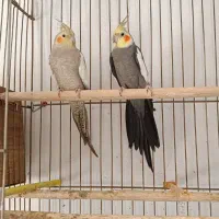 یک جفت عروس با طوطی ملنگو