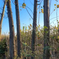 فروش درخت صنوبر