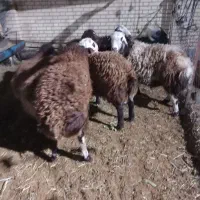 فروش ۶عدد بره نر ۶۰کیلوالهی ۶۵ کیلو