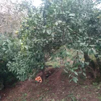 باغ مرکبات و چای ، واجارگاه ، گیل ملک|فروش زمین و ملک کلنگی|واجارگاه, |دیوار