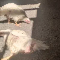 مرغ گوشتی سالم