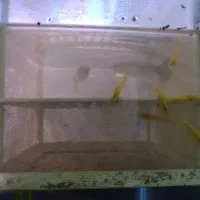 آکواریوم گیاهی|ماهی|قرچک, مهدیه|دیوار