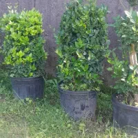 فروش یاس هلندی سطل ۱۰، ۱۲، زباله، وصال ۴۲|گل و گیاه طبیعی|نشتارود, |دیوار