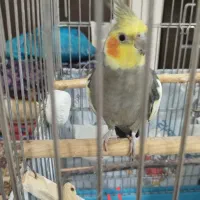 عروس هلندی نر و ماده با قفس|پرنده|شهریار, شهرک امیریه|دیوار