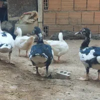 جوجه اردک اسرائیلی نیمچه اردک اسرائیلی ونمیچه غاز|حیوانات مزرعه|آزادشهر, |دیوار