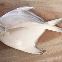 حلواسفید