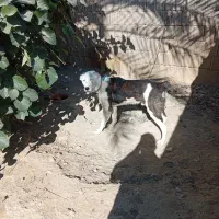 سگ البای روس|سگ|بوشهر, |دیوار