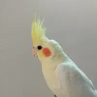 عروس هلندی نر لوتینو دستی|پرنده|شاهینشهر, مسکن مهر|دیوار