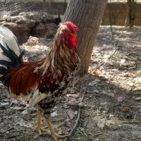 خروس پاپر گلین درجه ۱|حیوانات مزرعه|لواسان, |دیوار