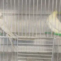 عروس هلندی جفت