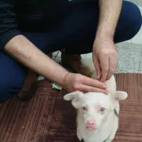 یک سگ اشپیتز سالم گواهی سلامت دارد جهت واگذاری|سگ|لاهیجان, گلستان|دیوار