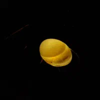 انگشتر مردانه سلیمانی|جواهرات|اهواز, شهرک الهیه|دیوار