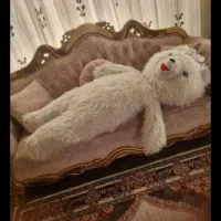 دو تا خرس بزرگ فروشی خرس عکس اولی با قد ۱۵۰|اسباببازی بچه|ارومیه, |دیوار