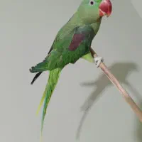 طوطی  رام و دستی (شاه طوطی اسکندر) با قفس ولوازم