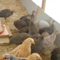 فروش جوجه دو ماهه مرغ شاخدار
