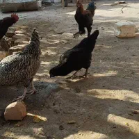 فروش مرغ خروس مرندی|حیوانات مزرعه|زرند, |دیوار