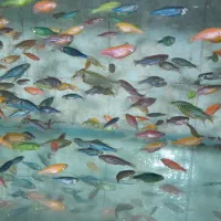 ماهی|ماهی|تهران, مینای شمالی (مخبر)|دیوار