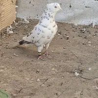 یک جفت کفتر خال قدیم ذات دار پرشی|پرنده|ساوه, |دیوار