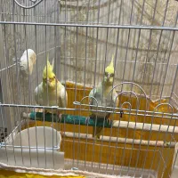 یک جفت عروس هلندی|پرنده|تهران, حکیمیه|دیوار