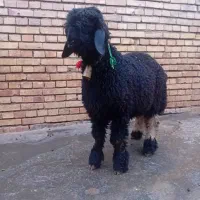 میش.بره قوچی.از قوچ های روزگاری.