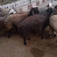 گوسفندای ابستن جوان .|حیوانات مزرعه|بزینه رود, |دیوار