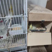 عروس هلندی مولد و فنچ مصری مولد|پرنده|شیراز, شهرک جماران|دیوار