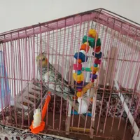 عروس هلندی گم شده|حیوانات|بجنورد, |دیوار