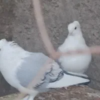 کبوتر سینه ای.اردن. ساده سیاه. چپ سیاه.خالسر بلژیک