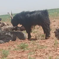 یه بره قوچ قره قزل
