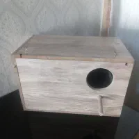 جفت عروس هلندی